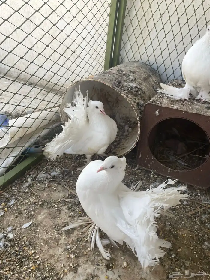 حمام رقاص 1