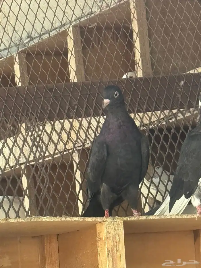 حمام قطايف 4