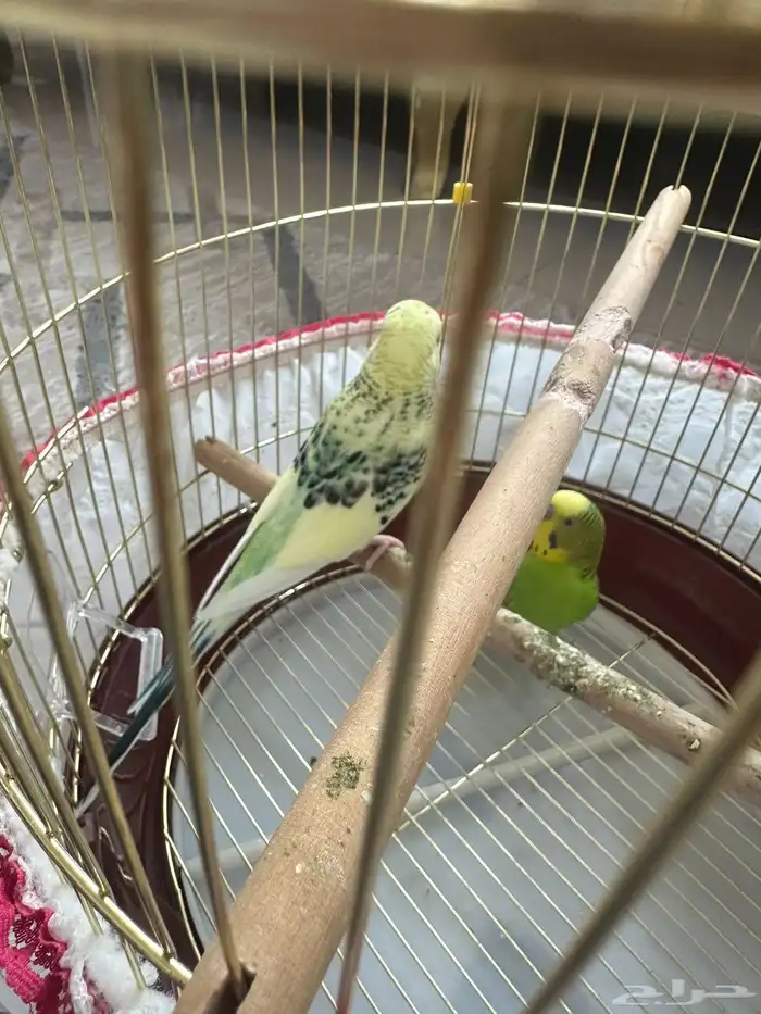 طيور حب للبيع 1