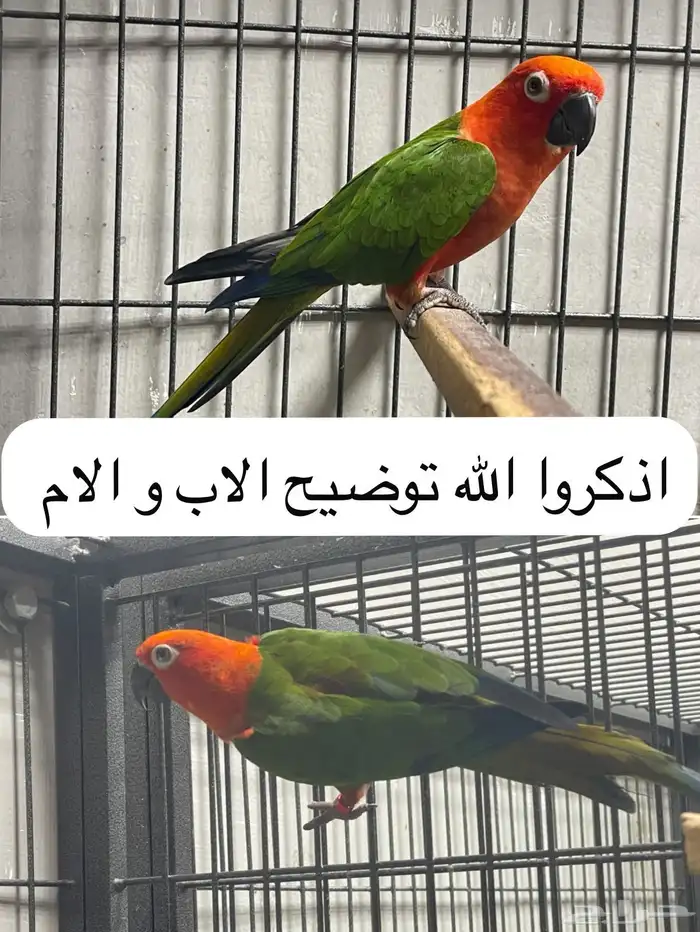 لأهل النوادر فروخ جنداي كنيور رد فاكتور 1