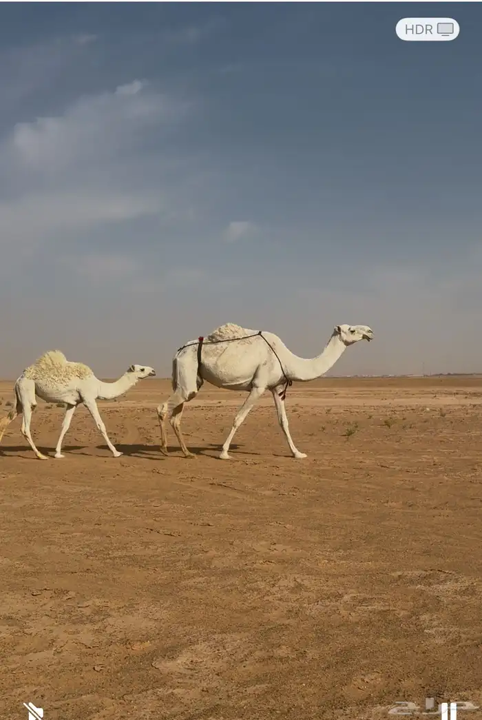 للبيع عشاير العدد ثنتين وخفوت 0