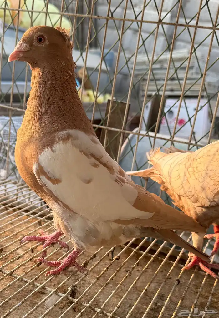 زاجل زينه 2