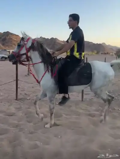 خيل شعبي index