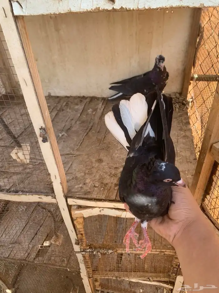 جوز قلابي 2