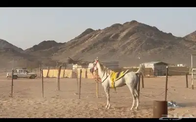خيل شعبي index