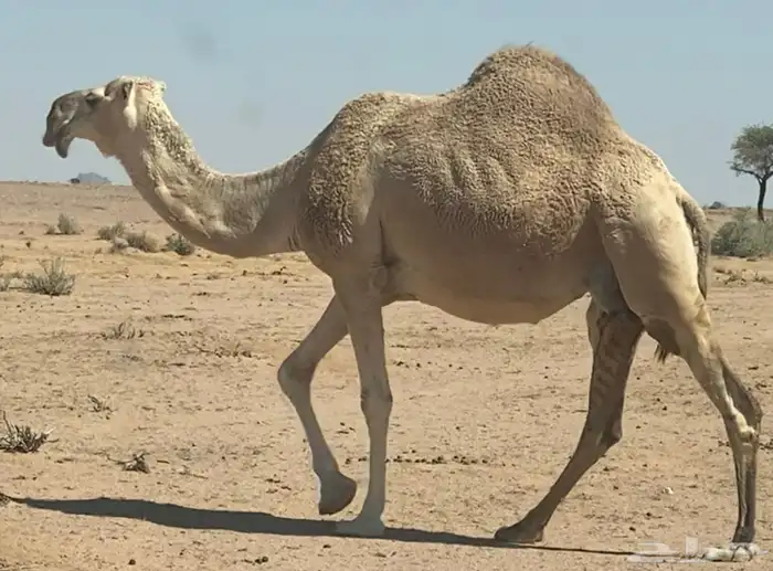 حواره بنت ولد عليان الحيسوني 1