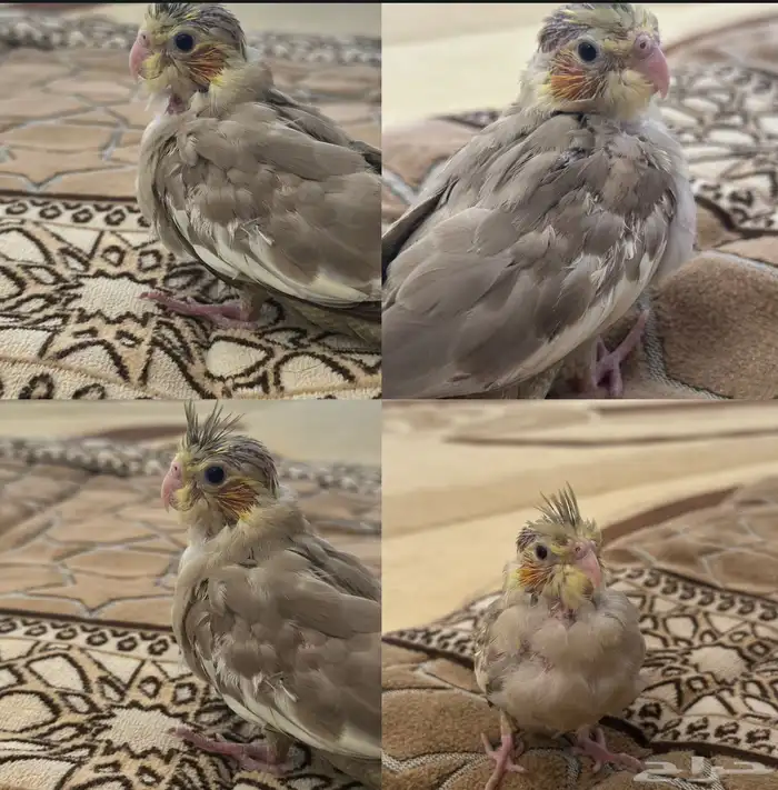 فرخ كروان 0