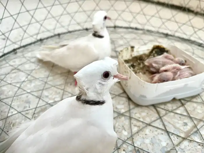 حمام ياكريم صدفي مع انتاجه 0