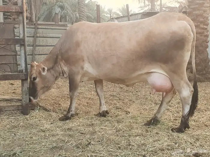 بقرة جرسية فاخره 0