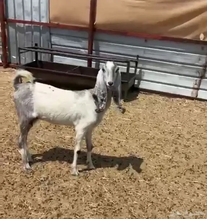 عنز ثنيه مضرع 0