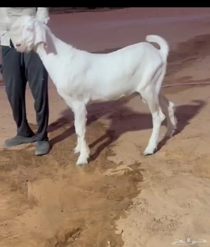 تيس شامي جذع ابيض 0