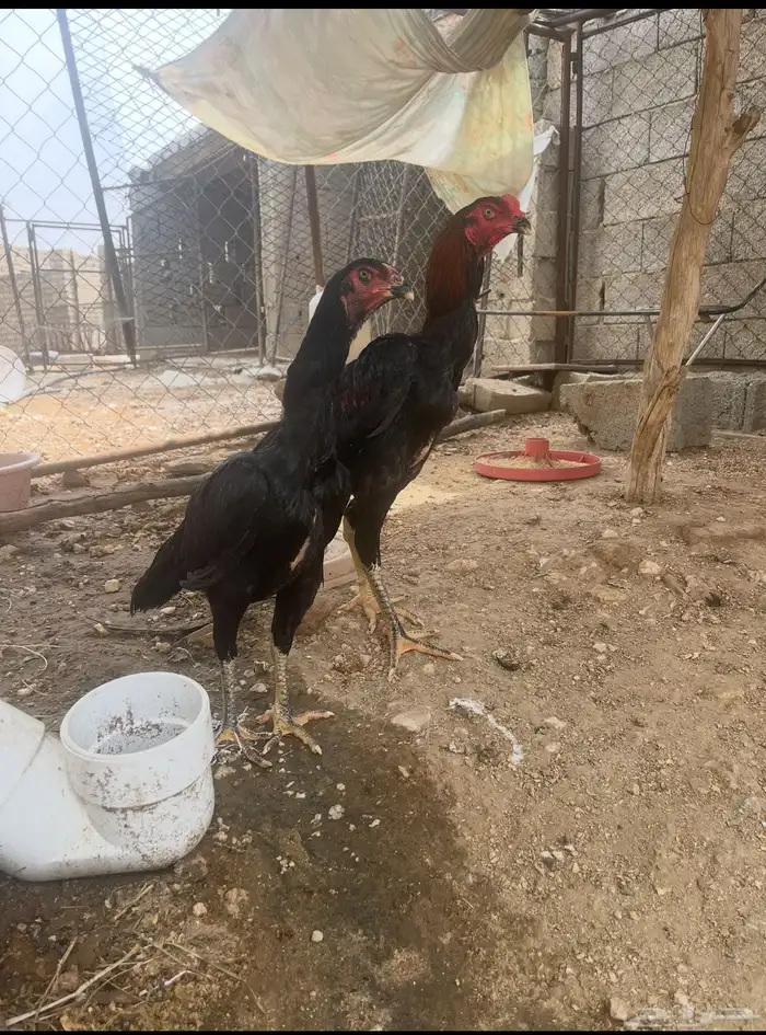المجاردة 2
