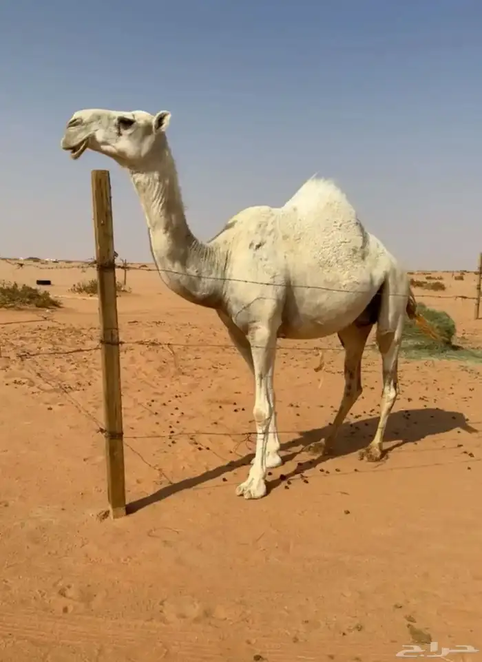 للبيع لقحه وضحا 0