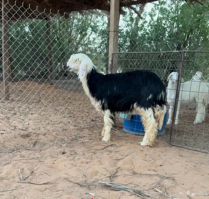 للبيع رخل نجديه مقنوي 0