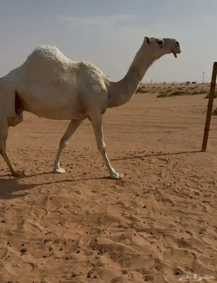 للبيع لقحه وضحا 3