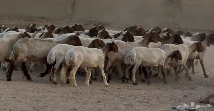 مراح نعيم دبس أشباب العدد 61 6