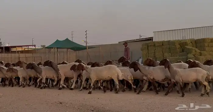 مراح نعيم دبس أشباب العدد 61 9