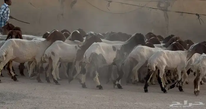 مراح نعيم دبس أشباب العدد 61 4