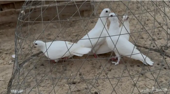 حمام صنعاوي 0