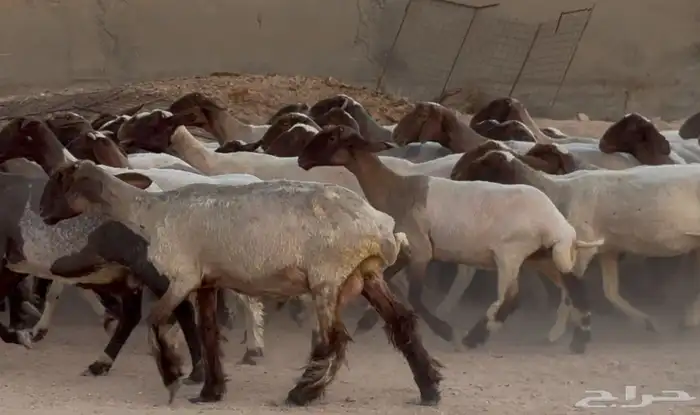 مراح نعيم دبس أشباب العدد 61 1