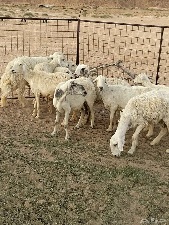 غنم حريات للبيع 0