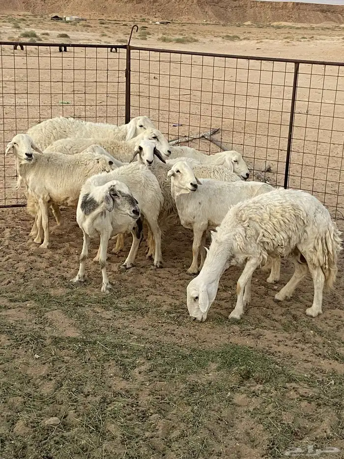 غنم حريات للبيع 1