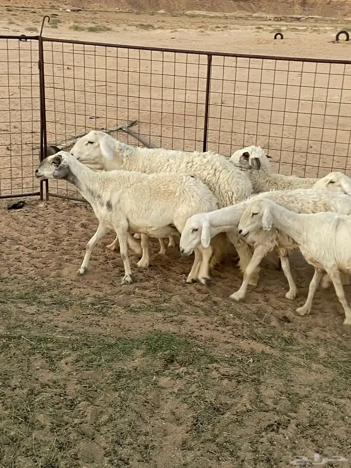 غنم حريات للبيع 3