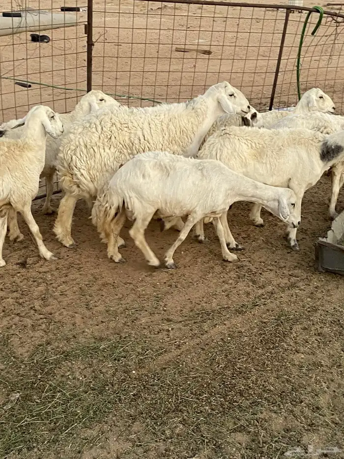 غنم حريات للبيع 6