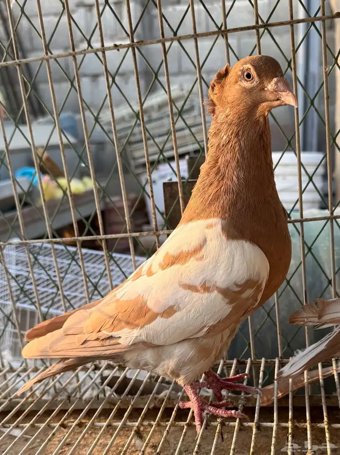 زاجل زينه 0
