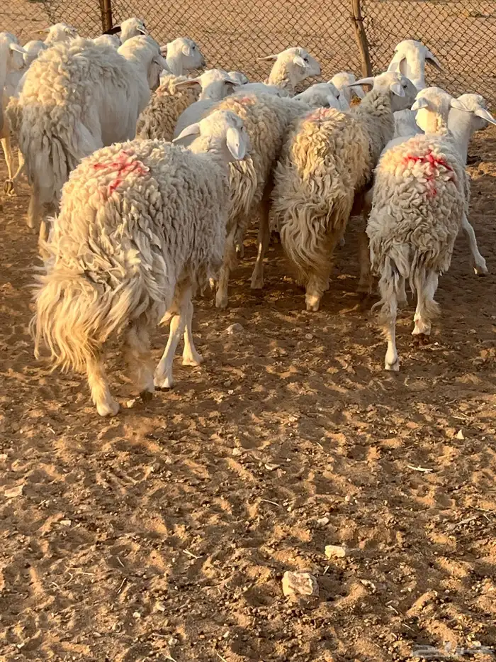غنم حريات رخال حرش 6