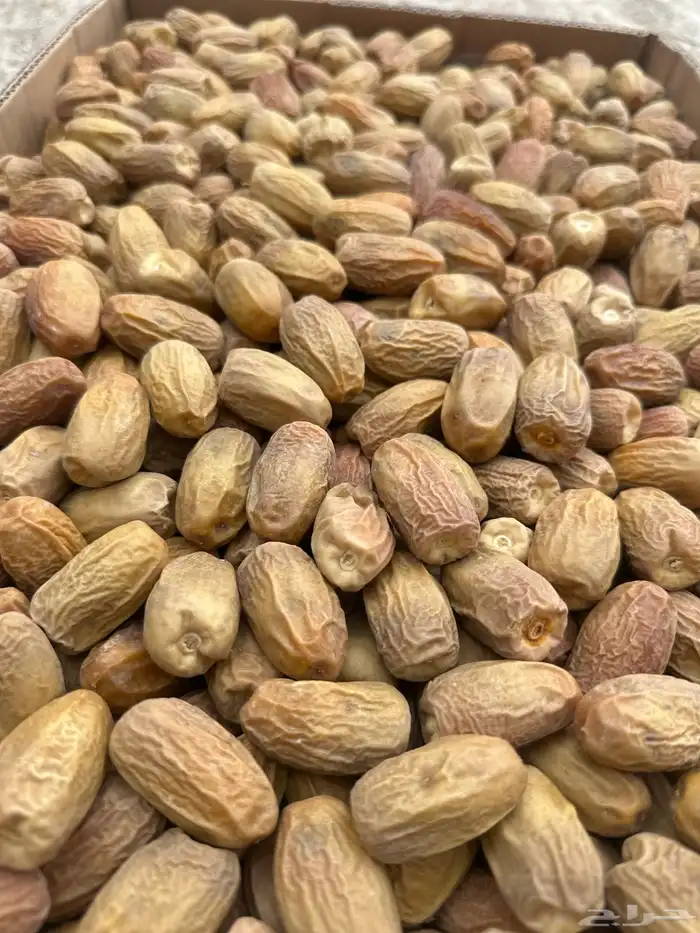 قسب بديرة فاخر 0