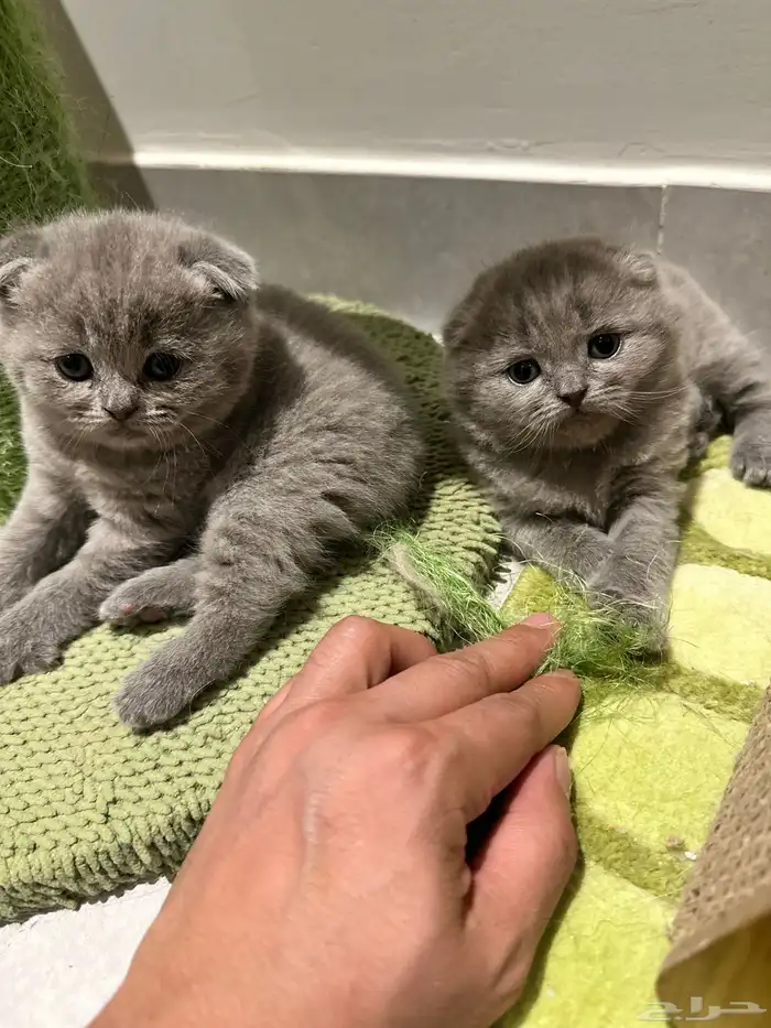 Scottish Fold Kitten Pure Breed 4