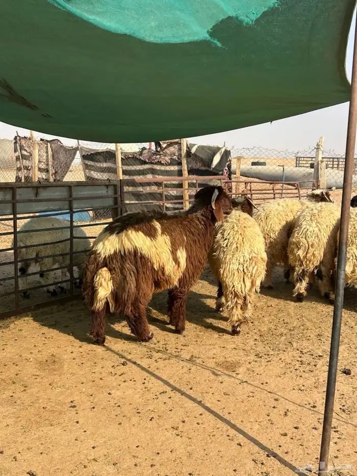 ذبايح وتمايم 0