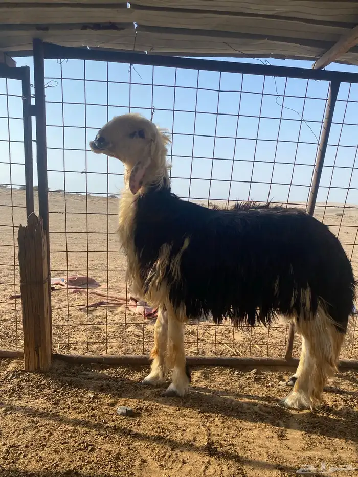 طلي فحل تجدي صنف 2