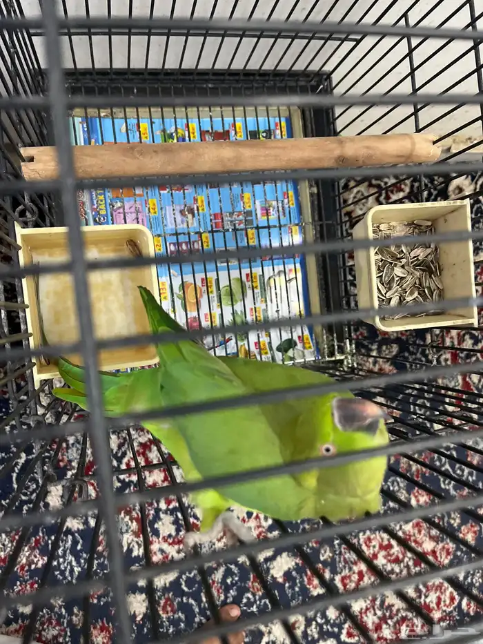 بغبغاء ذر الهندي 1