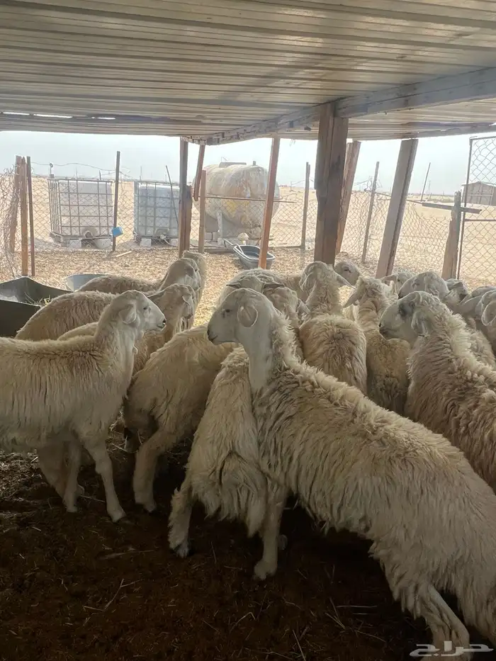 حريات للبيع 0