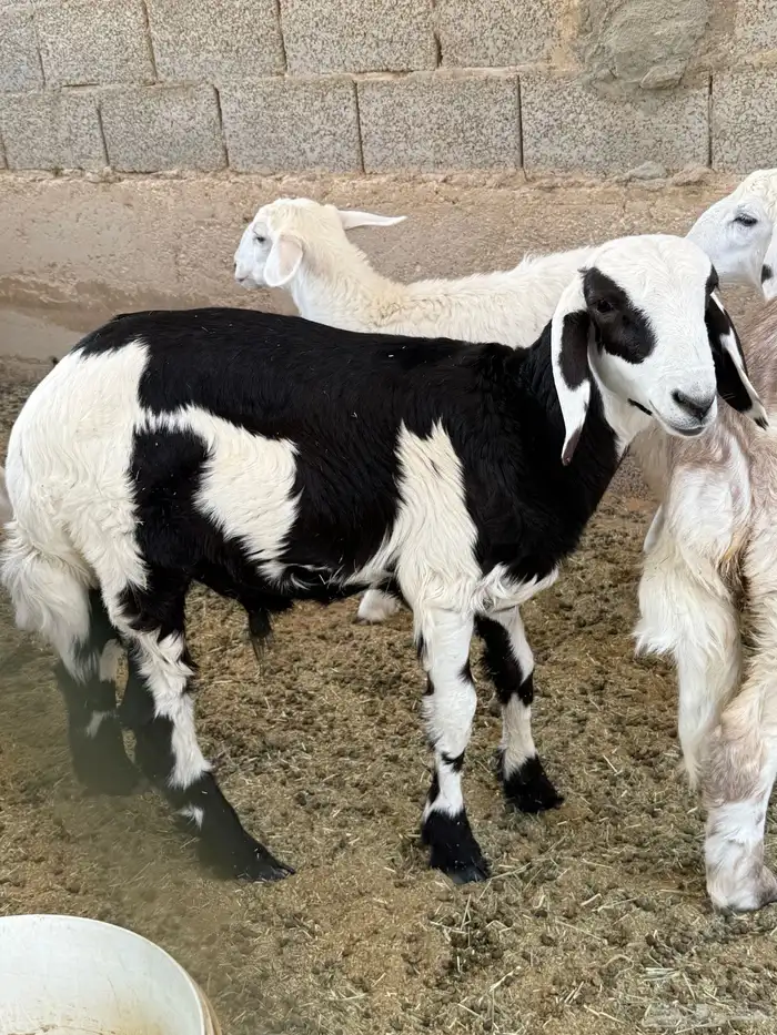 طلي لباني نجدي مشروك 0