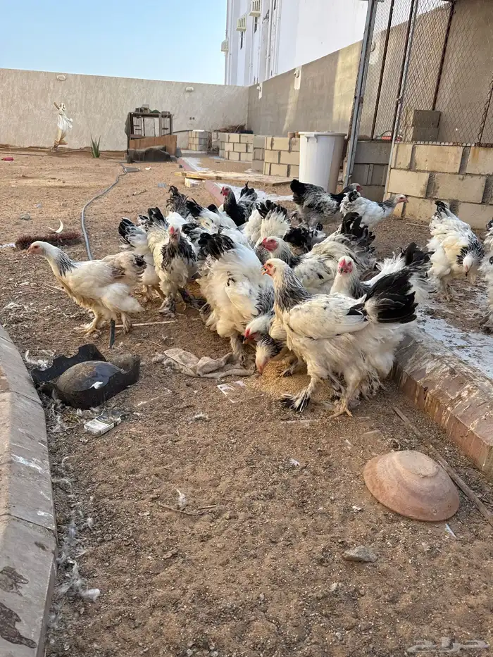دجاج براهما 0