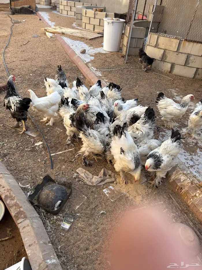 دجاج براهما 1