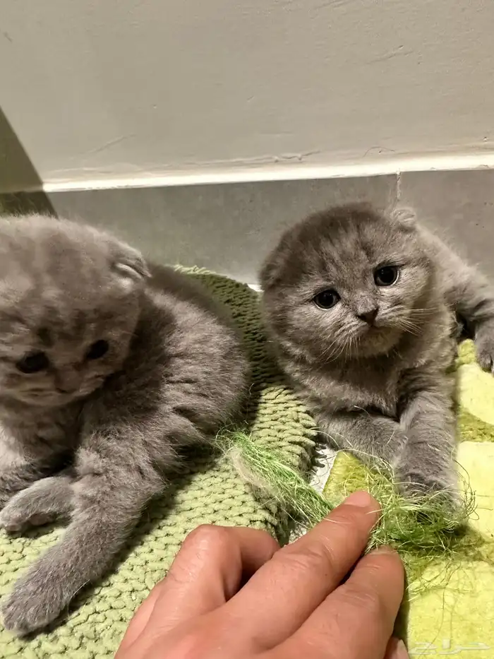 Scottish Fold Kitten Pure Breed 6