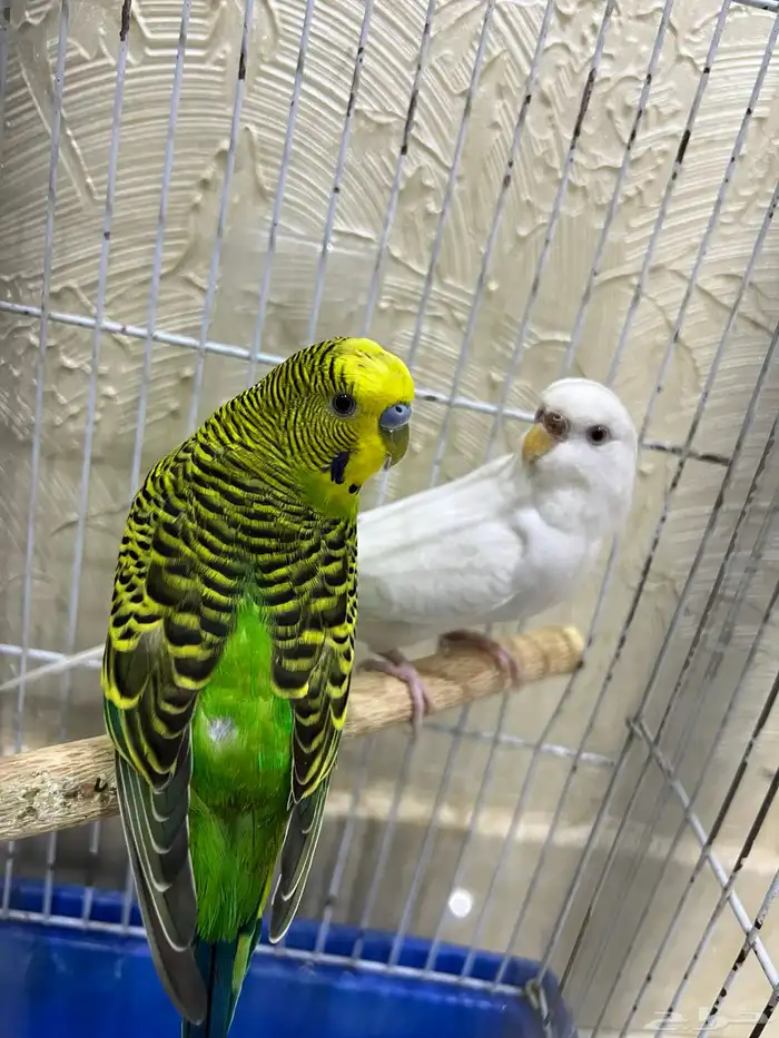 جوز طيور حب 2
