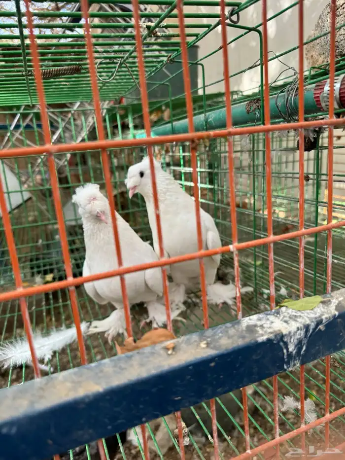 حمام تركي دبل كرست 0
