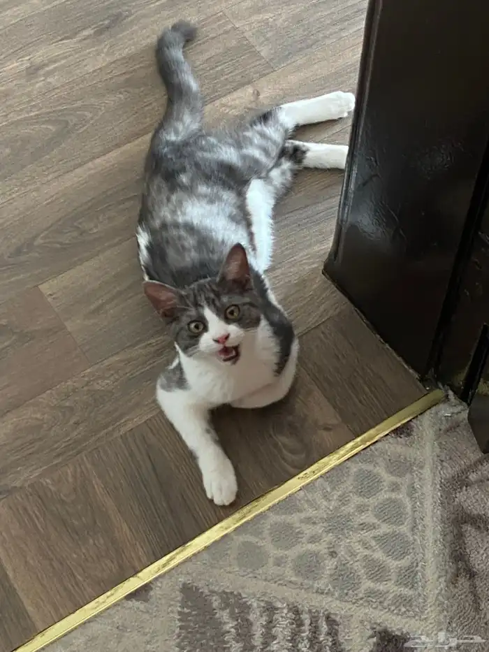قطط 2