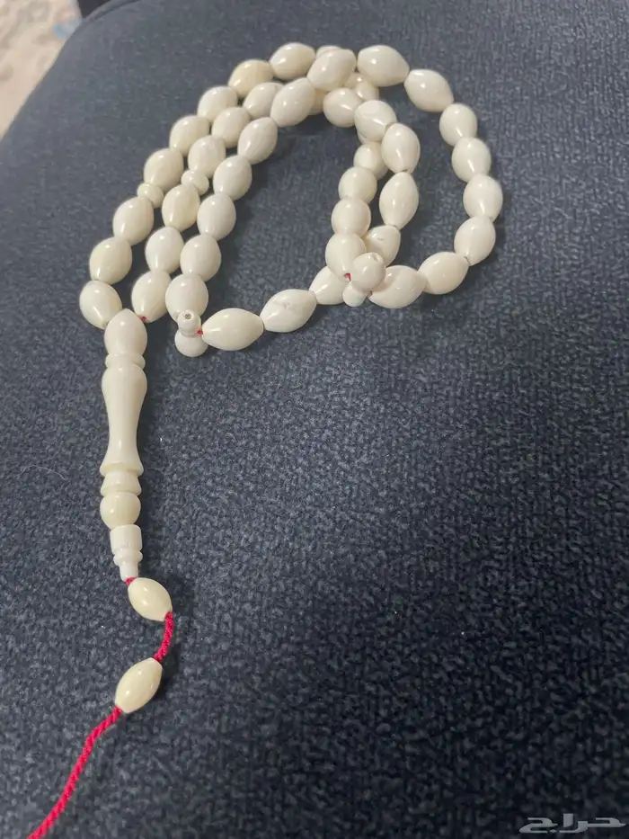 عضم جمل 0