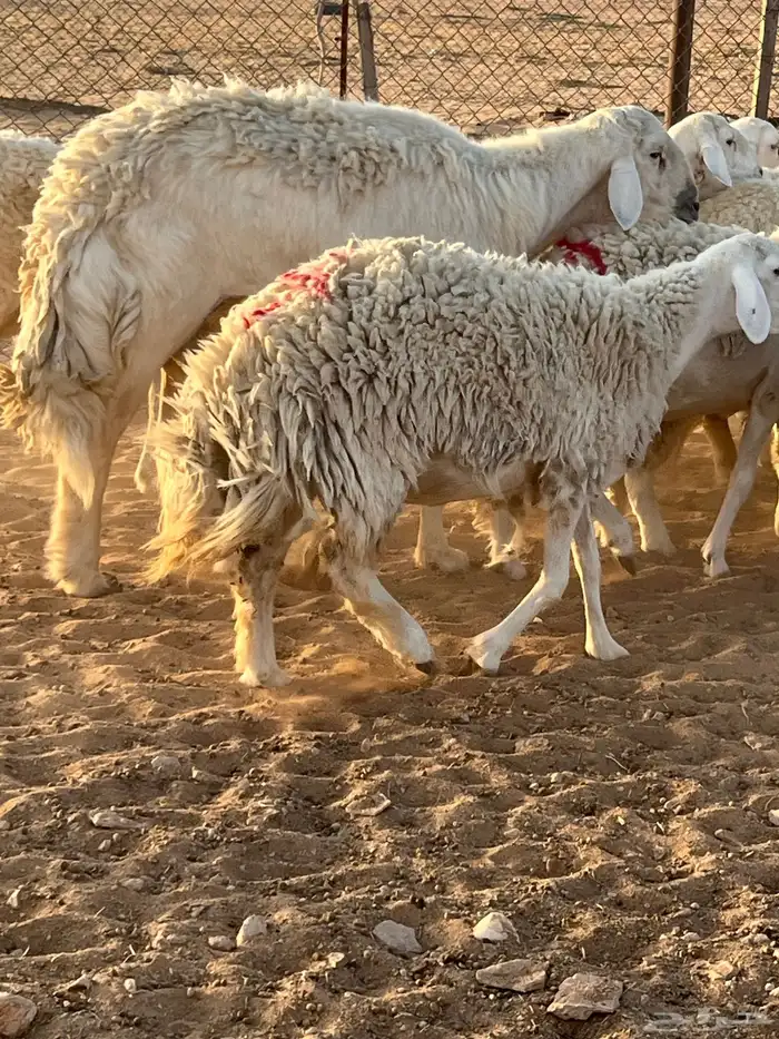 غنم حريات رخال حرش 4