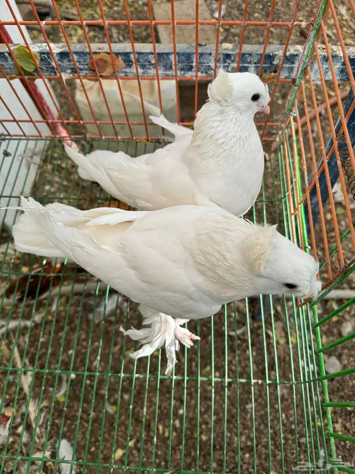 حمام تركي دبل كرست 5