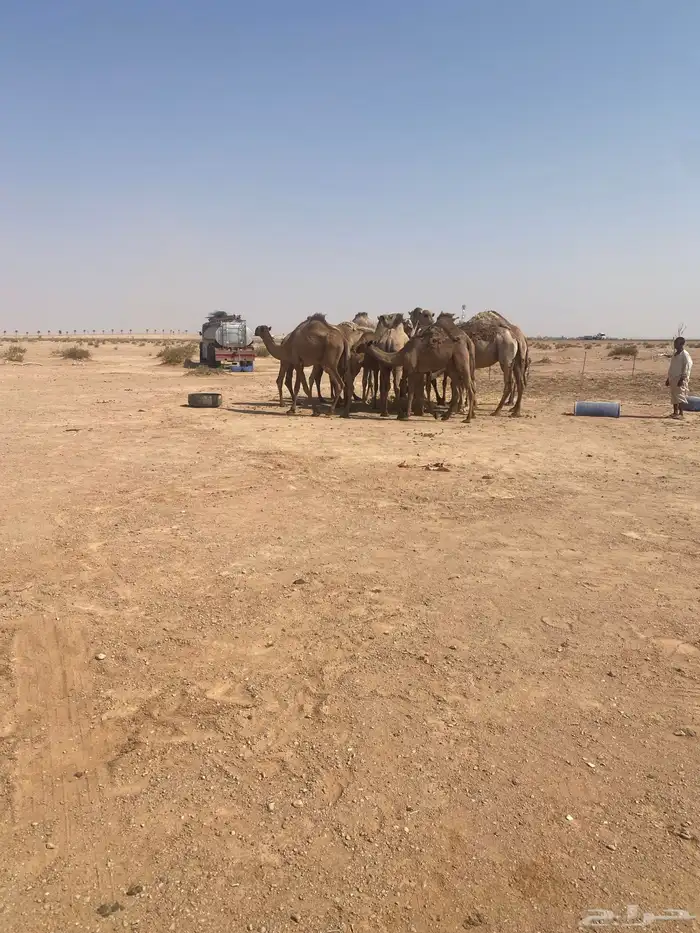 أبل عددها عشر مع ويتها وغرفتها 0