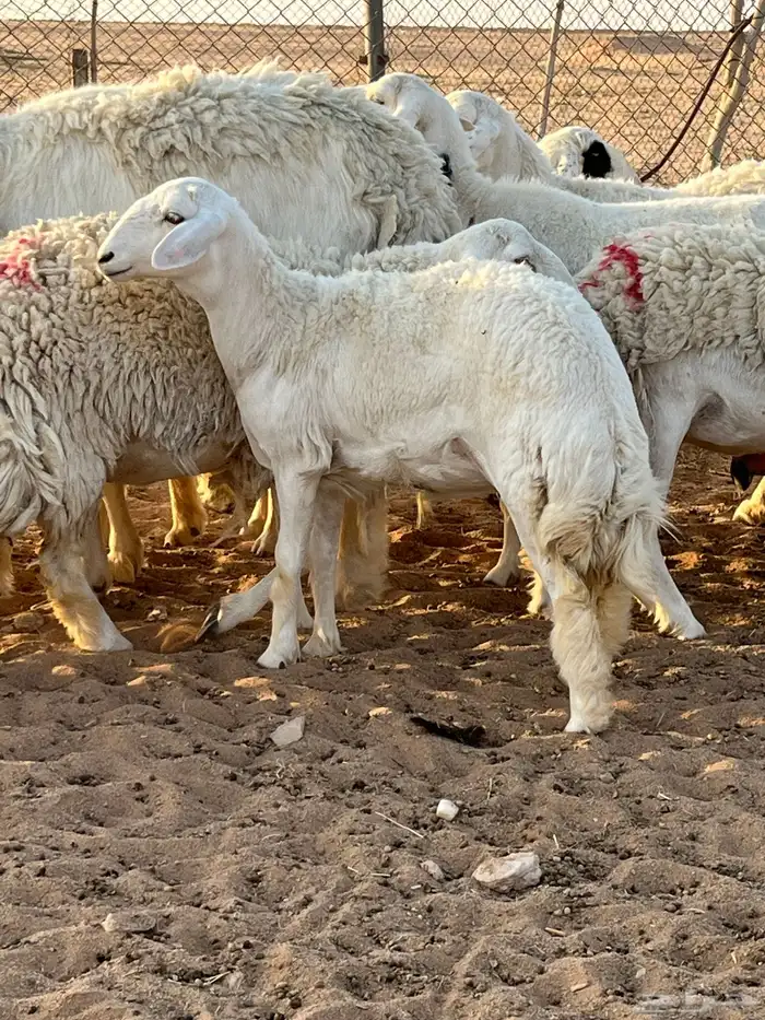 غنم حريات رخال حرش 3