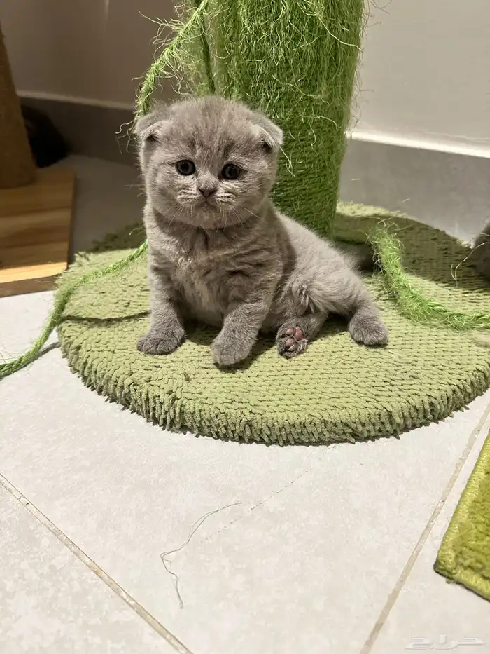 Scottish Fold Kitten Pure Breed 16