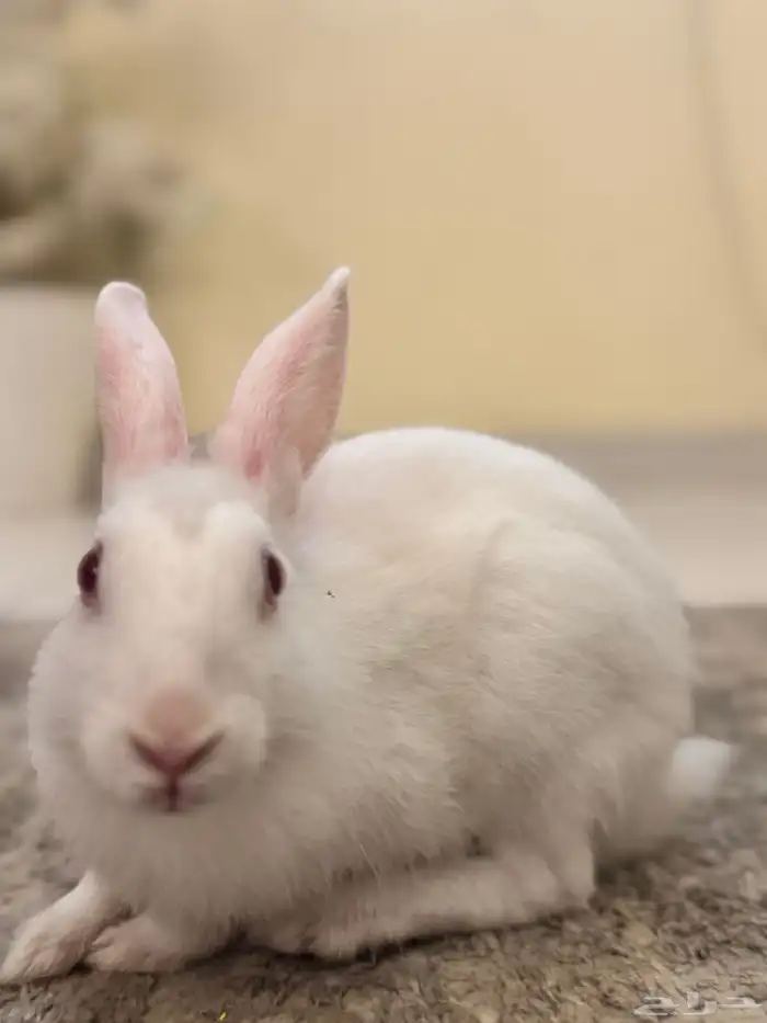 ارنب ذكر ابيض 0
